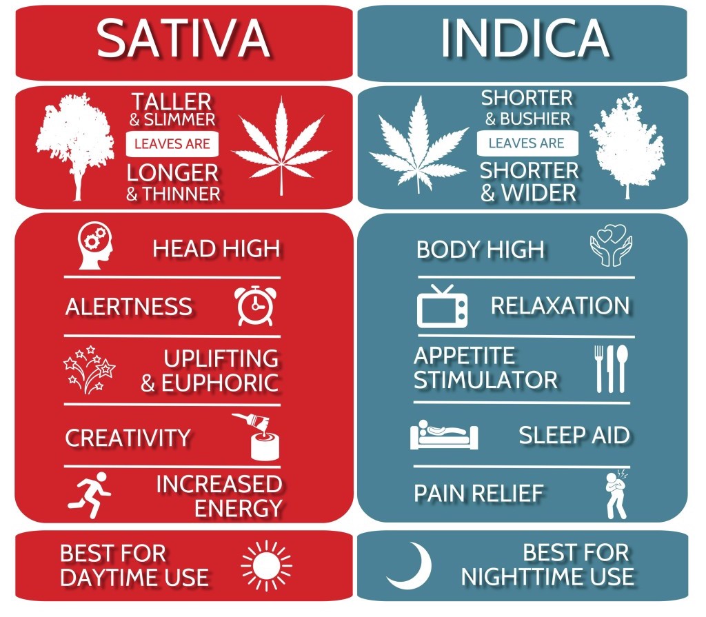 Infographic comparing sativa and indica strains.