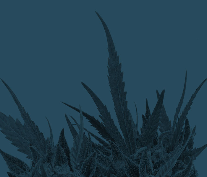 Leaves of cannabis plant.