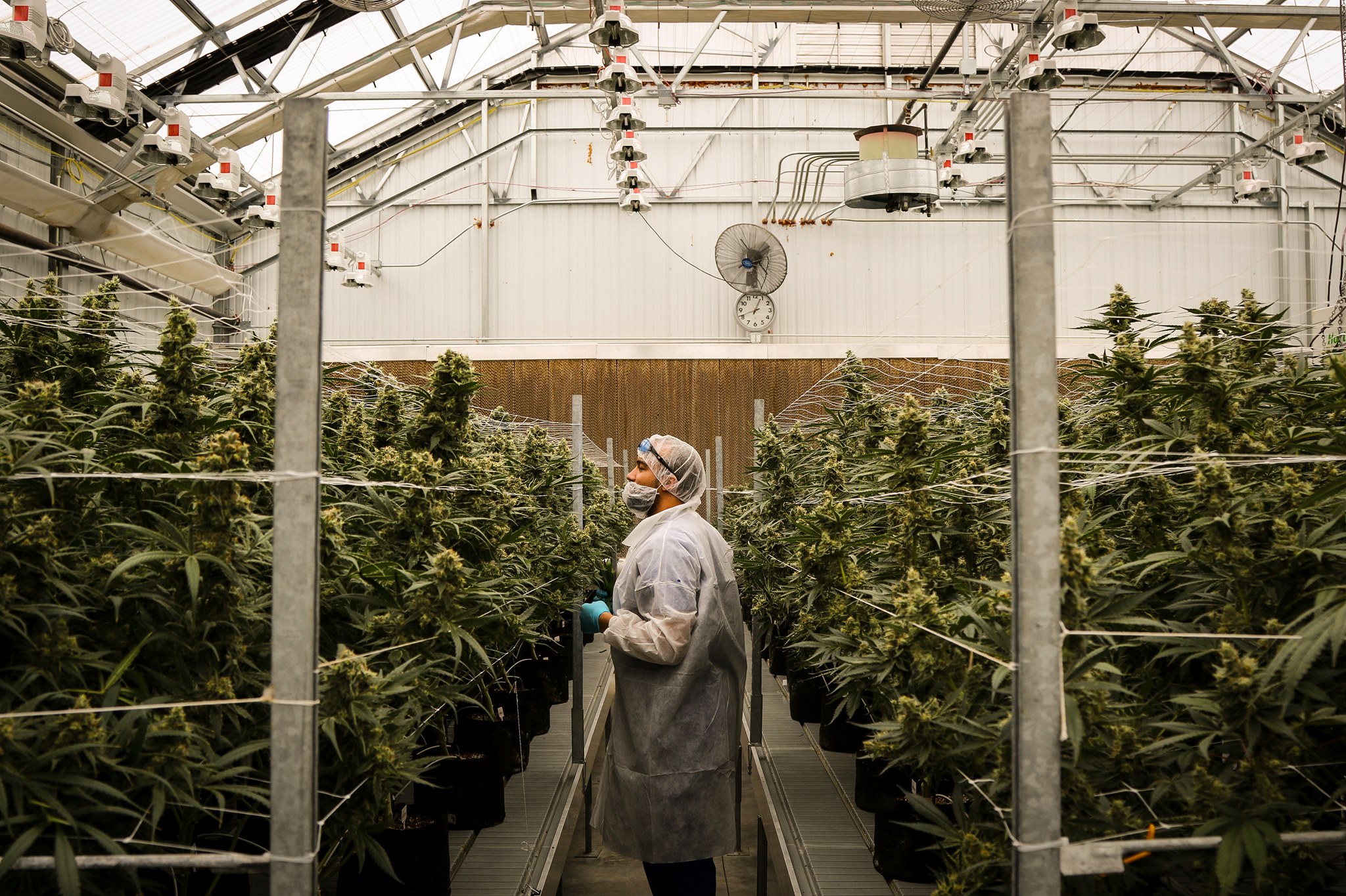 Person attending to indoor marijuana plants