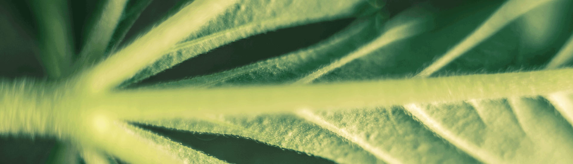 Close up of leaf