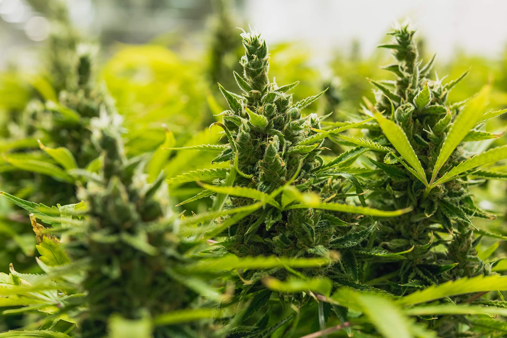 Marijuana buds growing