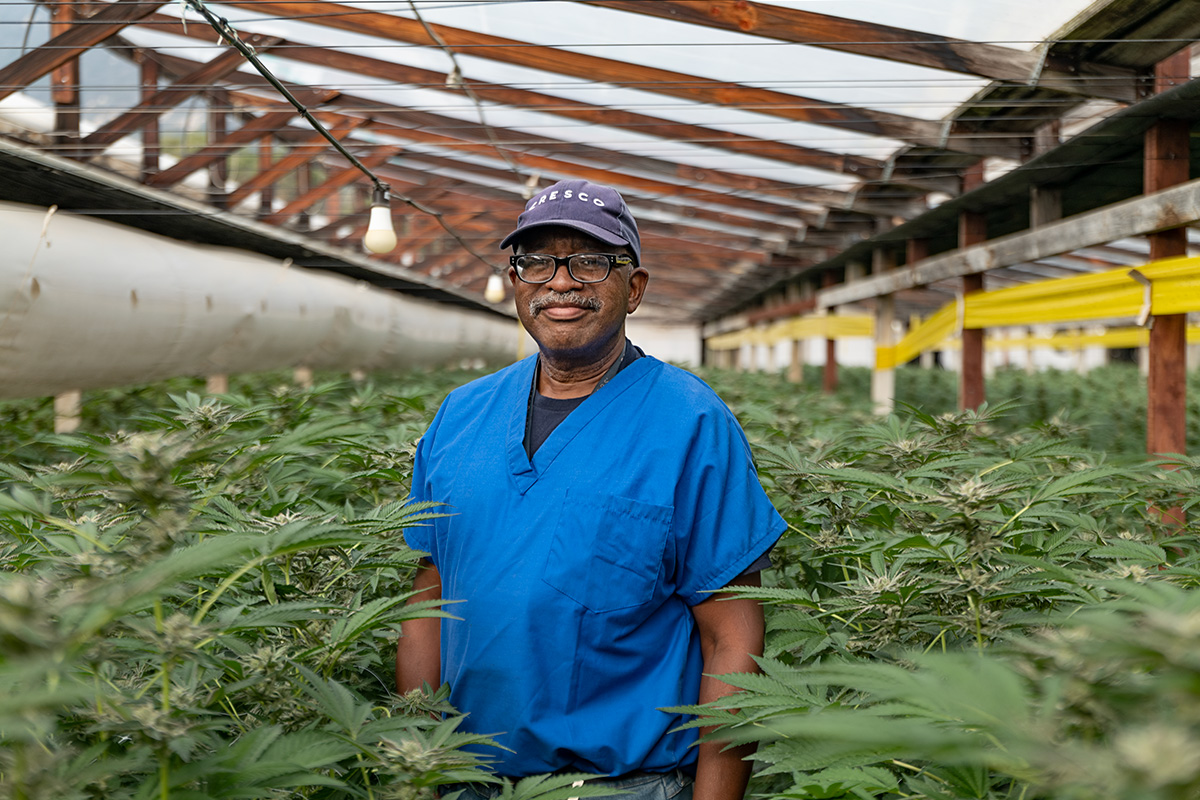 worker at cannabis cultivation facility